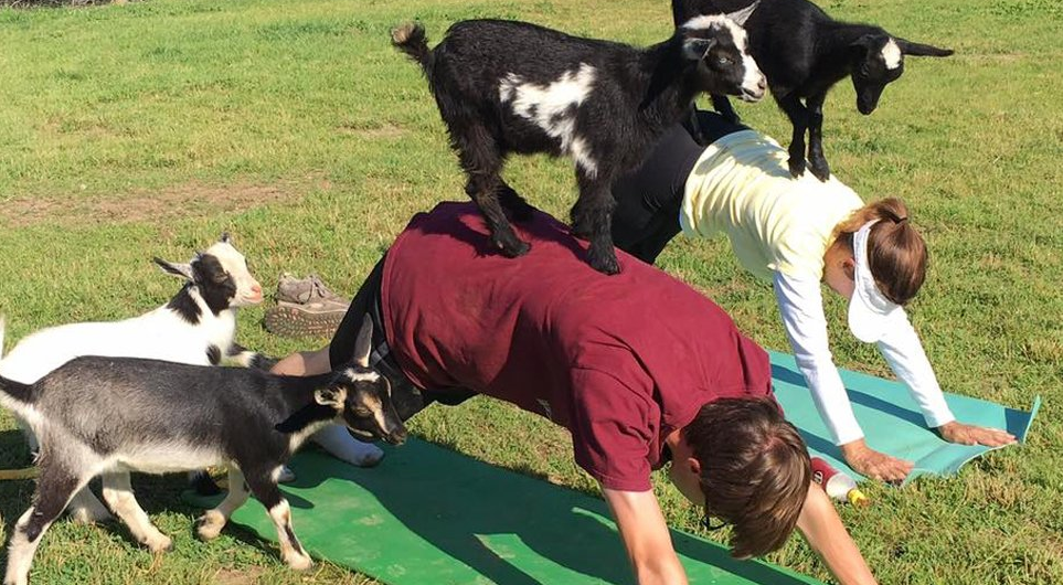 Goat Yoga